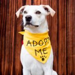 Beyond the Local Kennel: How Nationwide Websites Rehome Hidden Rescue Dogs