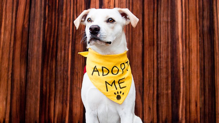 Beyond the Local Kennel: How Nationwide Websites Rehome Hidden Rescue Dogs